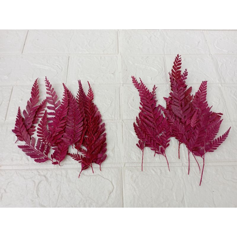 DAUN PAKIS KERING / PRESSED LEATHER LEAVES WARNA Pink Hijau Ungu