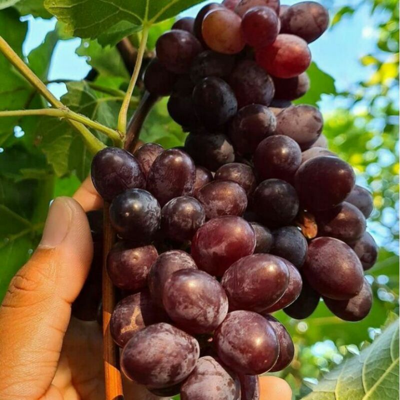 BIBIT ANGGUR JUPITER/BIBIT ANGGUR