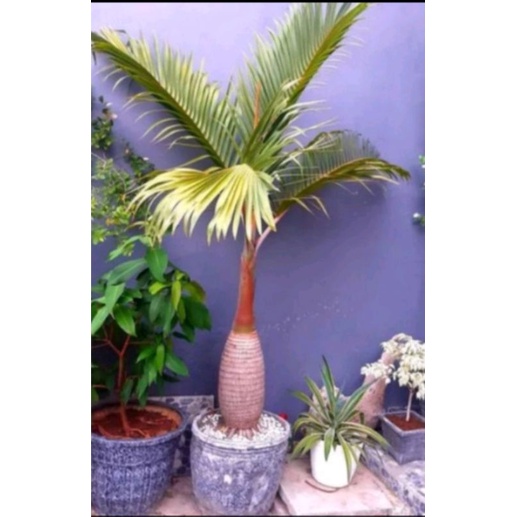 BIJI PALEM BOTOL