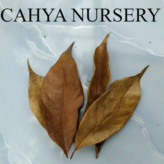 

Daun pala kering 100 gram termurah