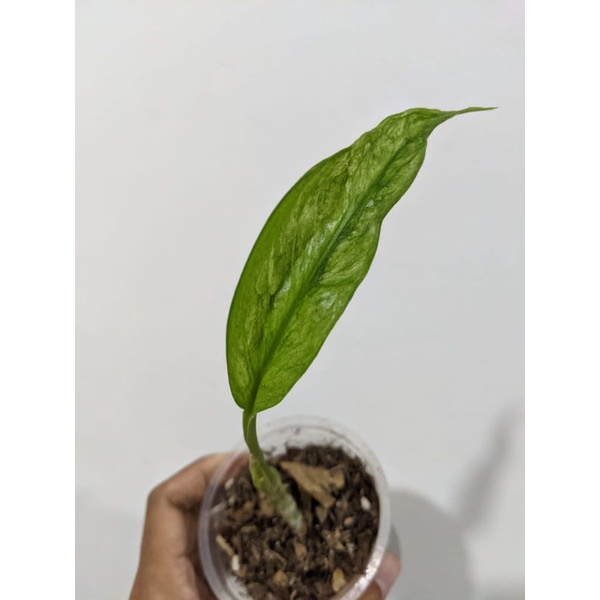 Scindapsus Parakensis Variegata Mint