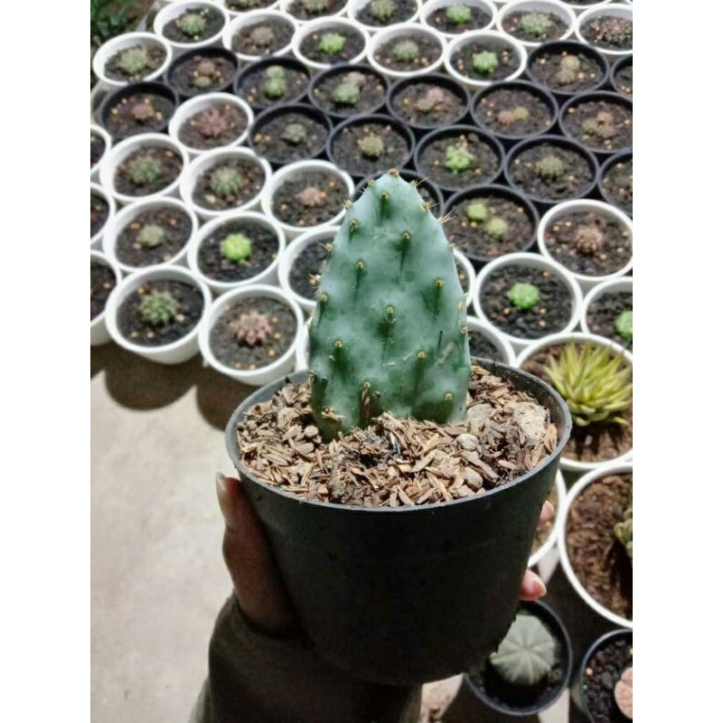 Kaktus Opuntia Robusta