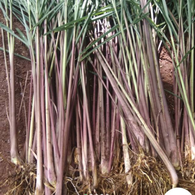 Pohon Sereh Merah