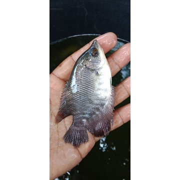 Bibit gurame 3jari bibit ikan gurame soang