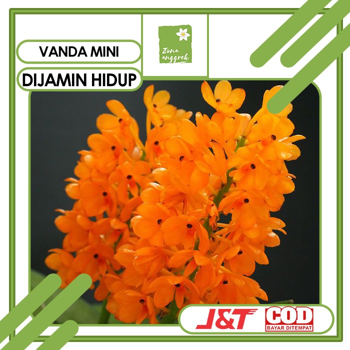 anggrek vanda mini ascosentrum