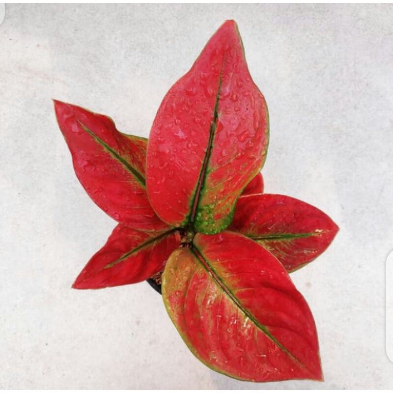 aglonema ayunindi bibitan - promo spesial aglonema Beby ayunindi