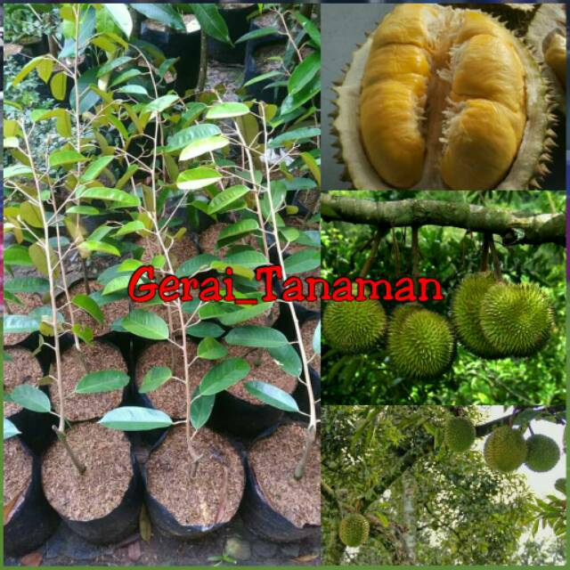 Bibit Durian Montong Hijau