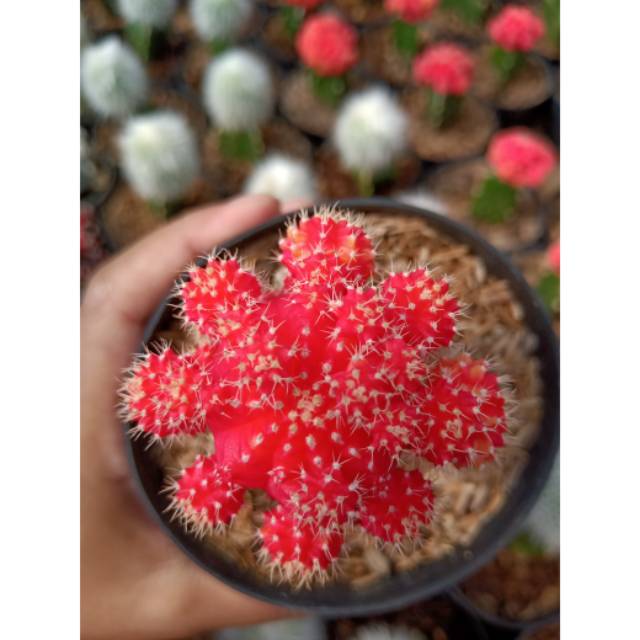Gymno red