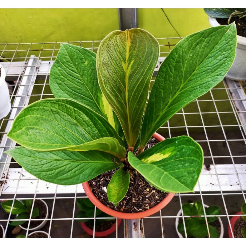 Anthurium Jemani Bj Mangkok Tornado Varigata