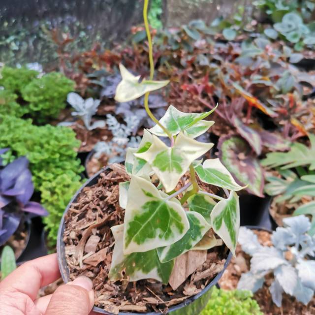 Tanaman hias IVY variegata / hedera helix papper