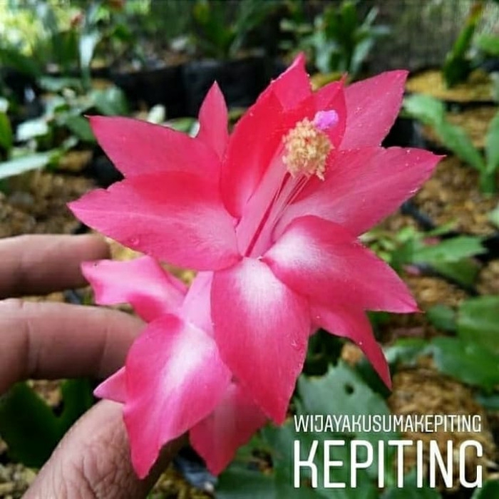 

Bibit wijaya kusuma kepiting bunga pink