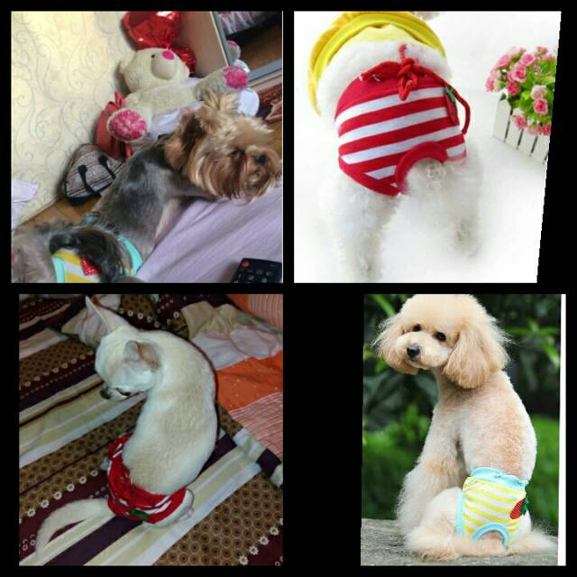 Celana dalam anjing kucing underwear pet loop pant panties import