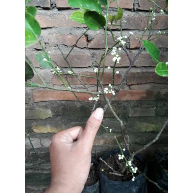 bibit jeruk nipis okulasi konco tani  bibit jeruk nipis berbuah