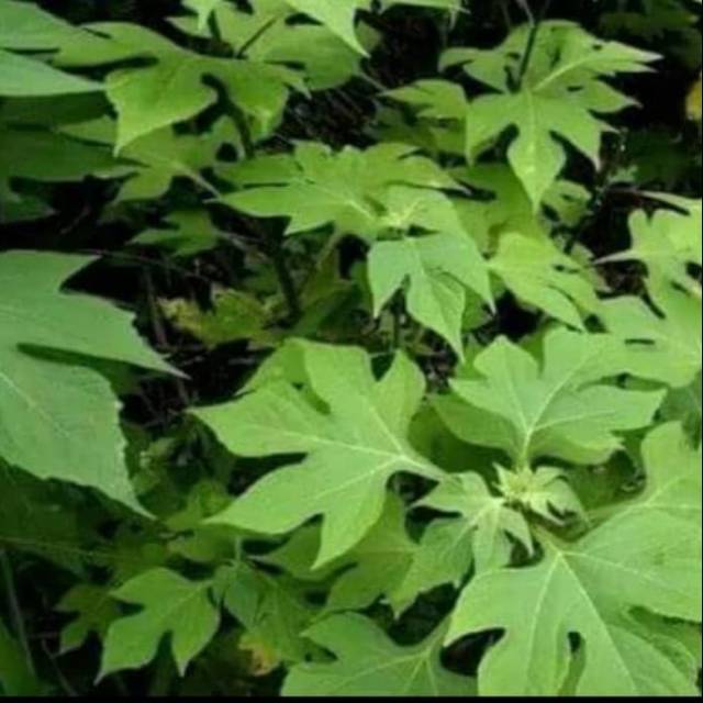 Daun Insulin obat herbal diabetes