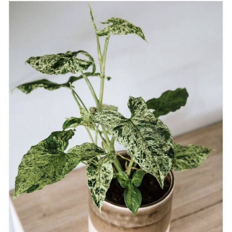 Syngonium Mojito