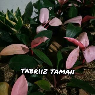 Philodendron Pink  congo hiasan taman tanaman  hias  