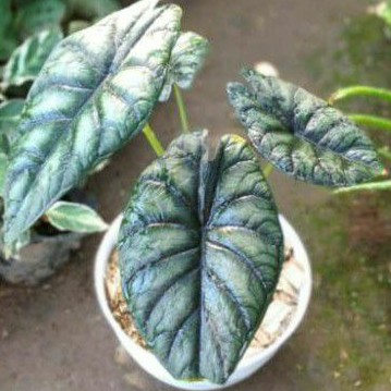 Alocasia Dragon scale