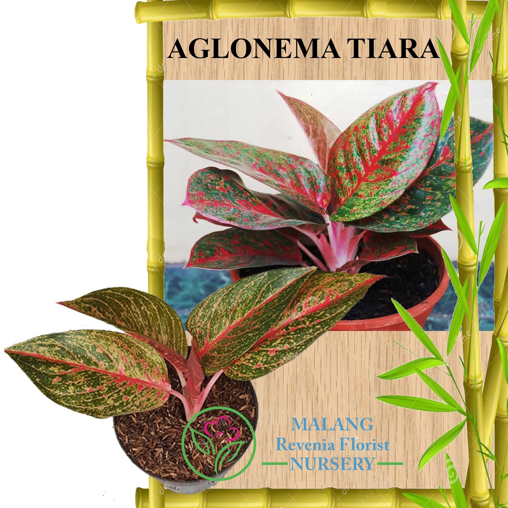 Tanaman Aglonema Tiara