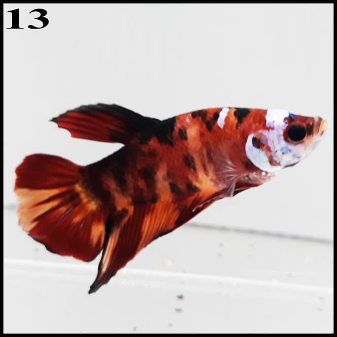 Terbaru Ikan Cupang Nemo Galaxy Emerald Multicolor Koi - Kualitas Kontes C 