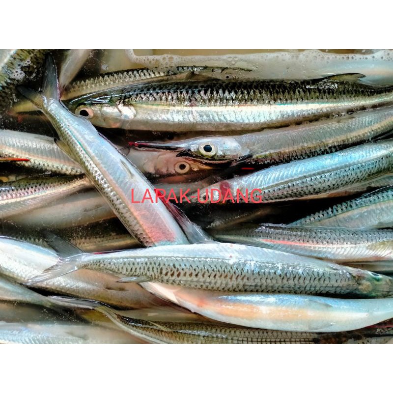 

Ikan Julung Julung Segar Ikan Fresh Laut Kualitas GARANSI SEGAR