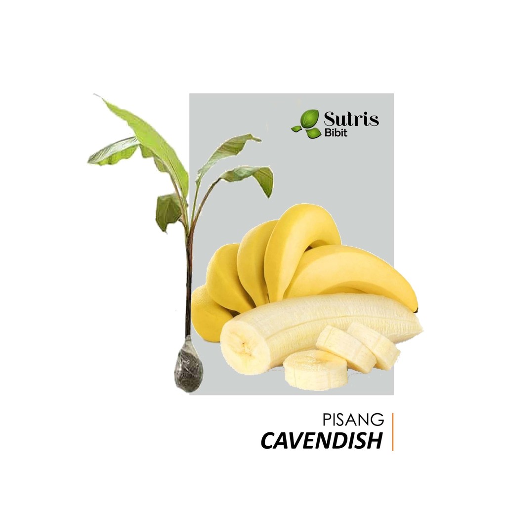 

Bibit tanaman Buah Pisang cavendish