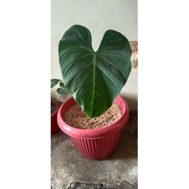 Philodendron Gloriosum Varigata