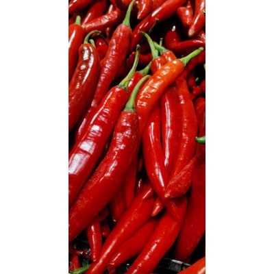 

Cabe merah besar super segar asli petani