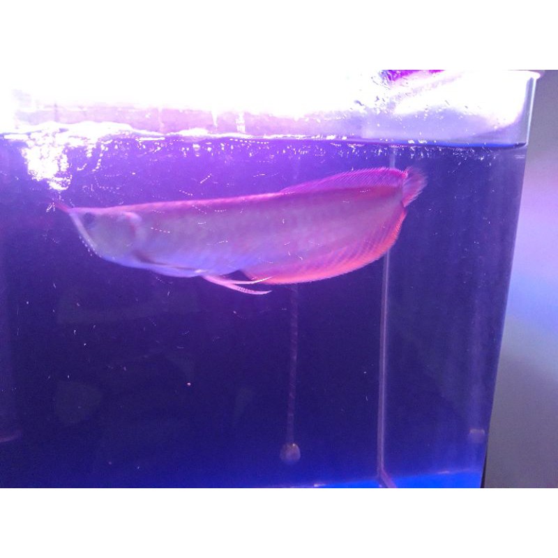 ikan arwana silver red 25cm