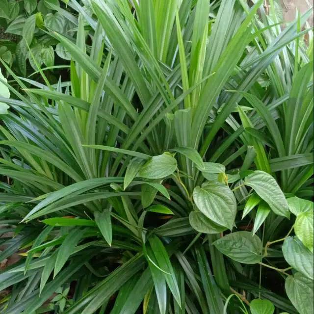 DAUN PANDAN SEGAR 1 KG