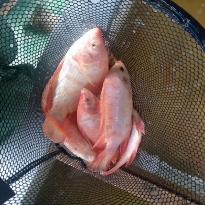 

Ikan Nila Hidup Segar Fresh 1Kg