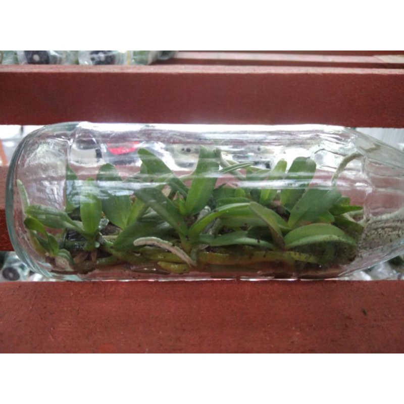 Bibit Anggrek Rhynchostylis Gigantea Botolan