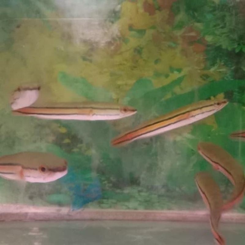 IKAN PREDATOR GABUS TOMAN