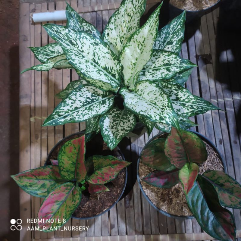 Paket Aglonema (Snow white Rumpun, Heng-Heng 2 Pot)