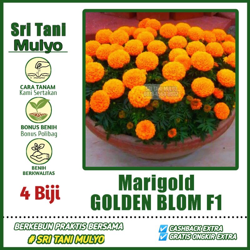 Benih Bibit Bunga MARIGOLD GOLDEN BLOM - Cap Panah Merah - Bibit Bunga Hias Kenikir Zinnia Anggrek H