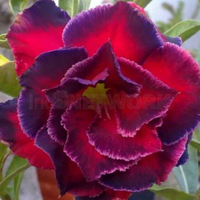 Bibit kamboja jepang merah maron