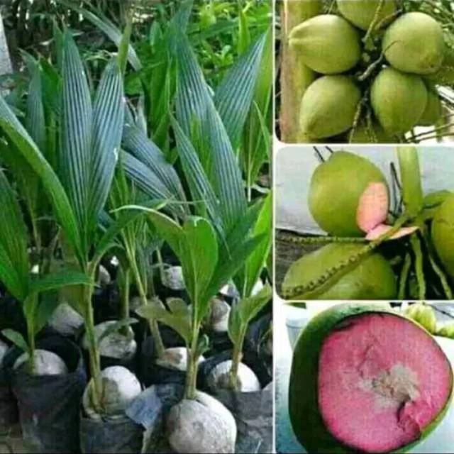 Bonsai kelapa/Bibit kelapa ijo wulung genjah (berkhasiat untuk obat)