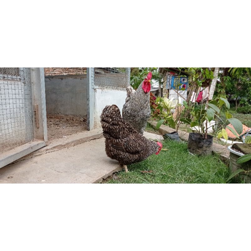 Anakan / DOC Ayam Barred Rock / Barret Rock / Plymouth Rock - Ayam Hias