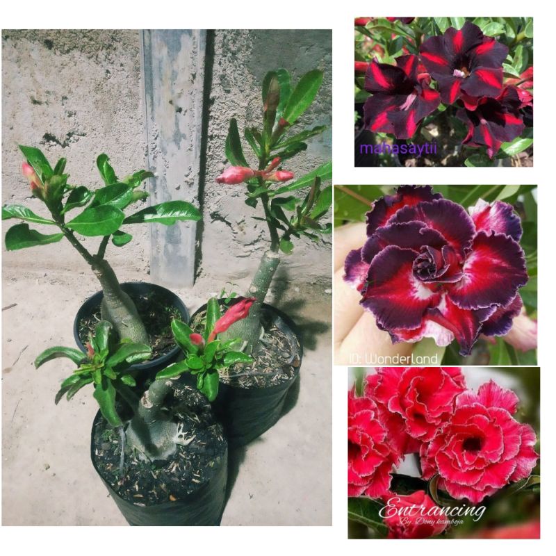 Paket 3 Adenium grafting kamboja size B