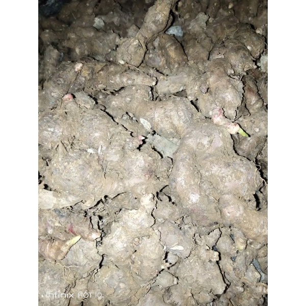

jahe merah super 1 kg