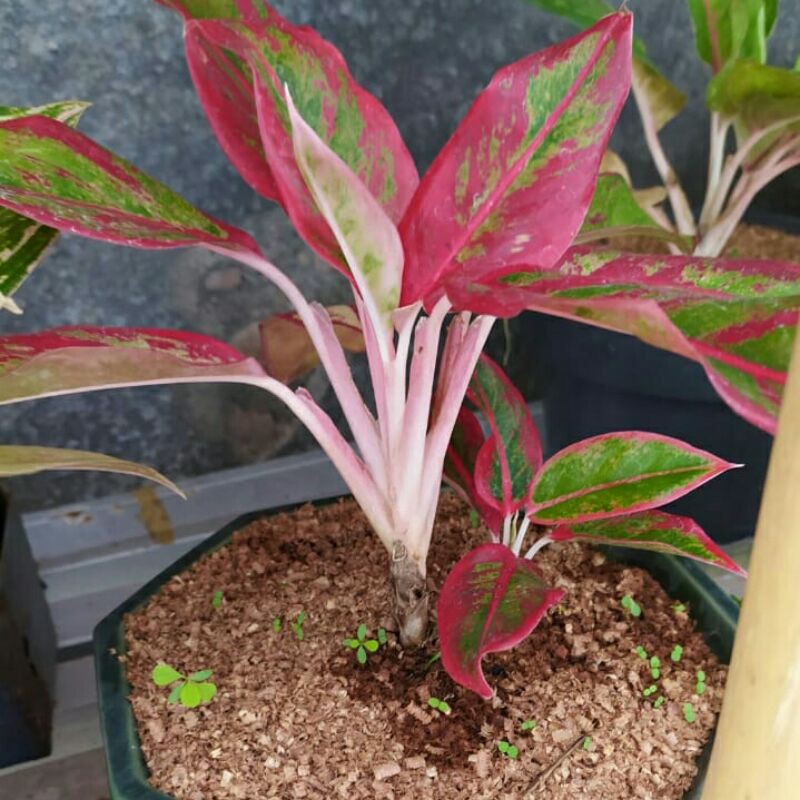 Tanaman hias aglonema lipstik-pohon aglonema lipstik