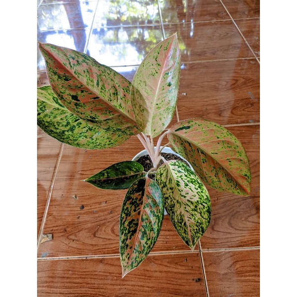 TERMURAH - aglonema big roy