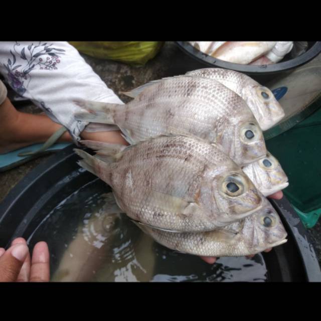 

Ikan kakap putih sedang