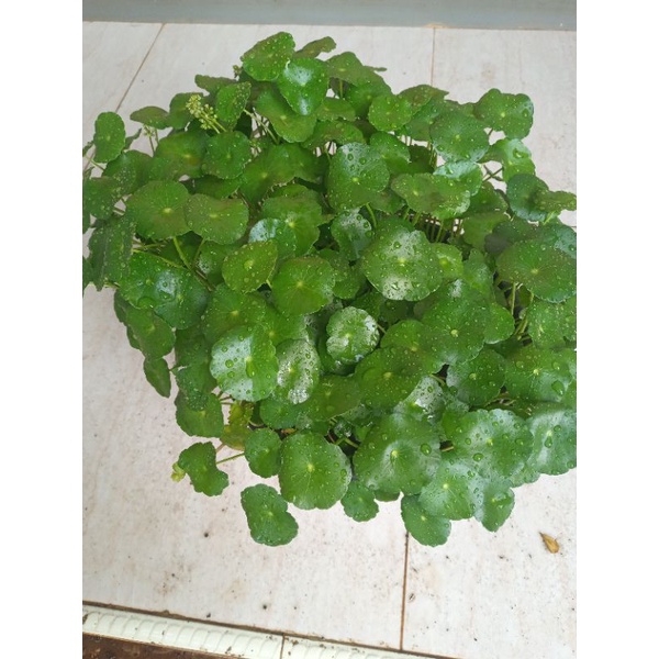Tanaman pegagan air/tanaman pegagan herbal