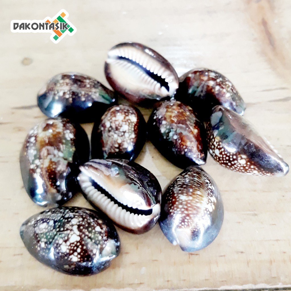 Biji Kuwuk Kerang Coklat Asli Mainan Bekel (Dapat 10biji)