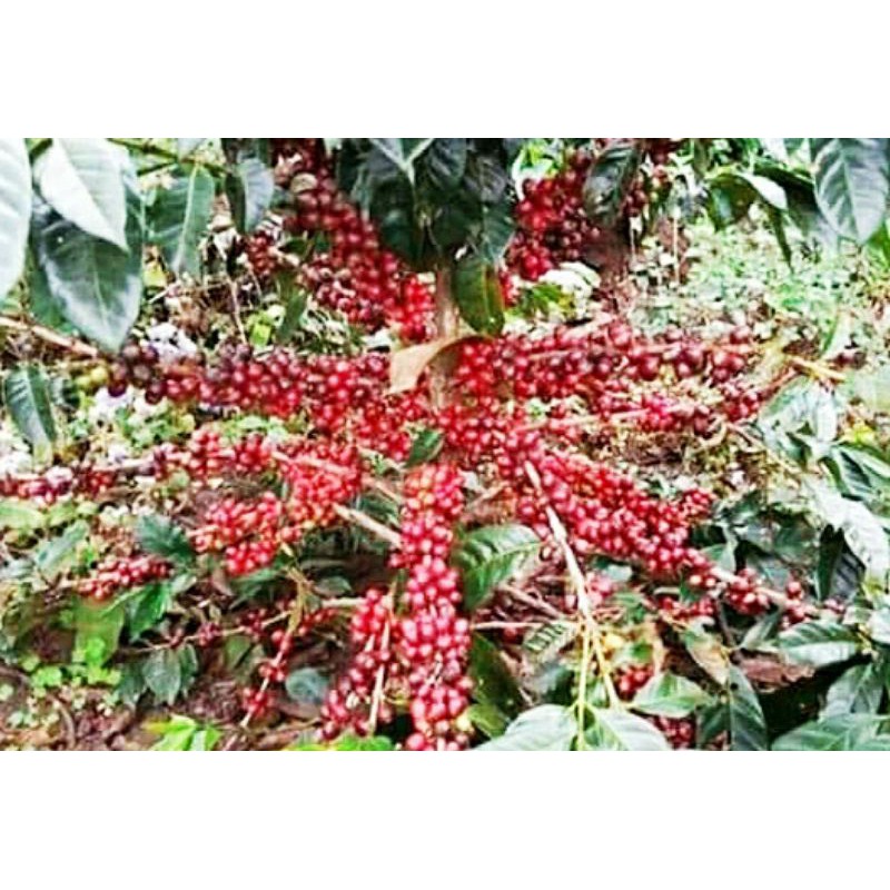 Biji bibit Kopi Arabika Ateng Super Paket 500 gr