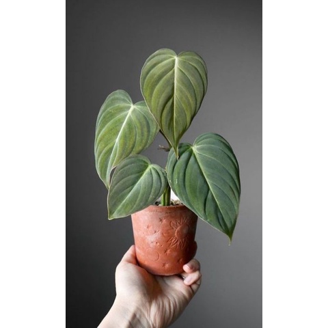 TANAMAN HIAS PHILODENDRON MICAN - TANAMAN HIAS RAMBAT PHILO MICAN