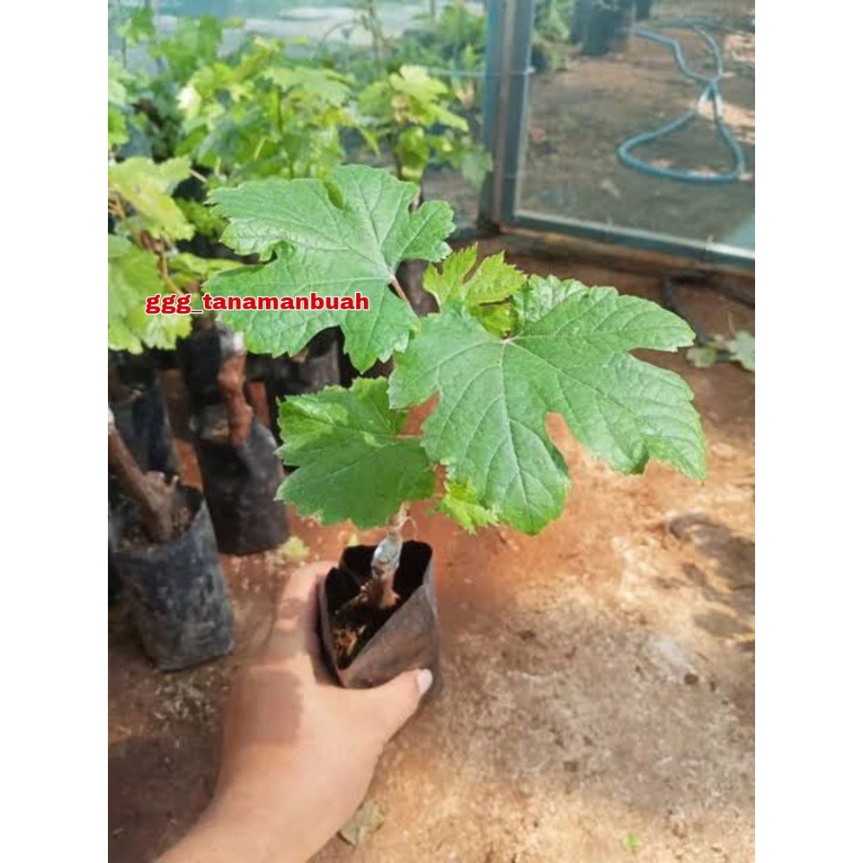 Bibit Anggur Import Heliodor Asli Super Grafting