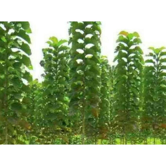 UNGGUL 1 KG BENIH BIJI POHON JATI EMAS SUPER UNGGUL ASLI