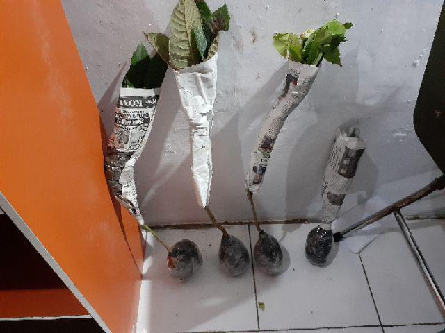 Tanaman Bonsai Delima Mini