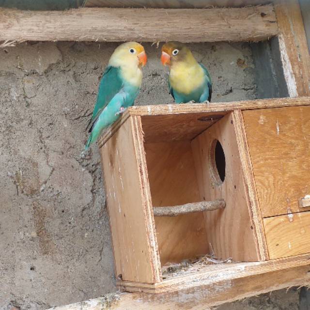 Lovebird parblue tourqis